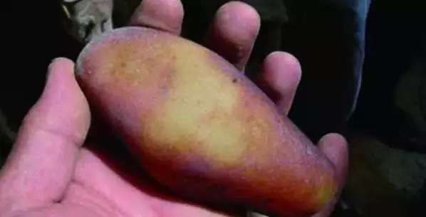 漲知識，玉也能騙人！照玉手電筒照出真相